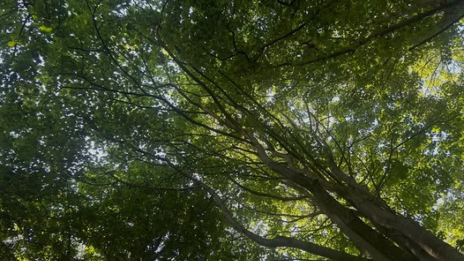 Debbie Thurlow Forest Bathing Debbie Thurlow Forest Bathing image of trees